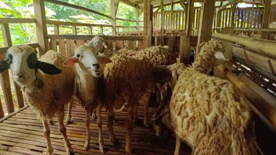 Ternak Kambing dan Domba (2)