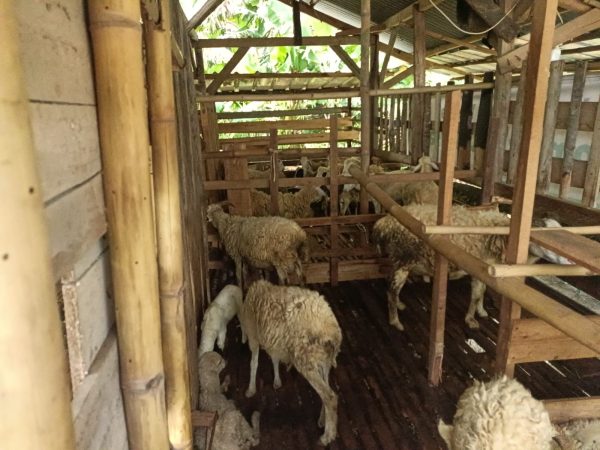 Ternak Kambing dan Domba di Kampung Benua, Desa Sindangheula, Serang