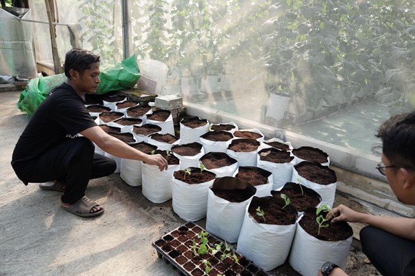 Dari Nol ke Panen: Kisah Inspiratif Kelompok Melon Langensari