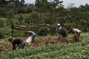 Harga Ubi Jalar Anjlok, Petani di Mojokerto Gigit Jari