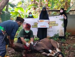 Yayasan Askar Kauny Sukses Gelar Kurban di 18 Provinsi