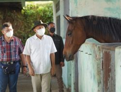 Peningkatan Kualitas Kuda Pacu Lokal  Mampu Tingkatkan Kesejahteraan Peternak