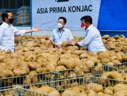 Presiden Jokowi: Tanaman Porang Jadi Makanan Sehat Masa Depan