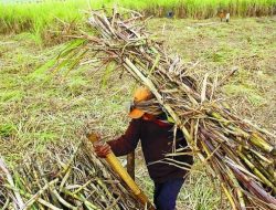 PTPN X Gandeng Petrokimia Gresik Wujudkan Swasembada Gula