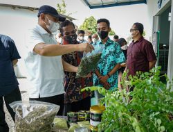 Produk Unggulan Domestik Daun Kelor Asal NTB Jadi Incaran Pasar Dunia