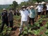 Kacang Koro Pedang Jadi Alternatif Atasi Ketergantungan Impor Kedelai