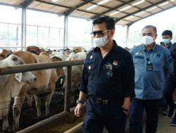 Masyarakat Jangan Khawatir Stok Sapi Siap Potong Cukup