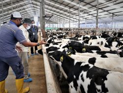 Tanggulangi Dampak PMK, KemenkopUKM Pertemukan Koperasi Peternak Susu dan Industri Pengolah Susu