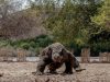 Tidak Hanya Ditunda Kenaikan Tarif Wisata Komodo, Tapi Juga Perlu Dievaluasi