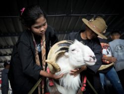Budaya Domba Tangkas Garut Potensial Jadi Sumber Kekuatan Ekonomi Jabar