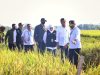 Presiden Jokowi Bersama Gubernur Khofifah Panen Raya di Ngawi