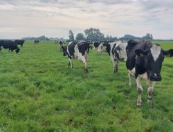 Frisian Flag Ajak 12 Peternak Muda ke Belanda