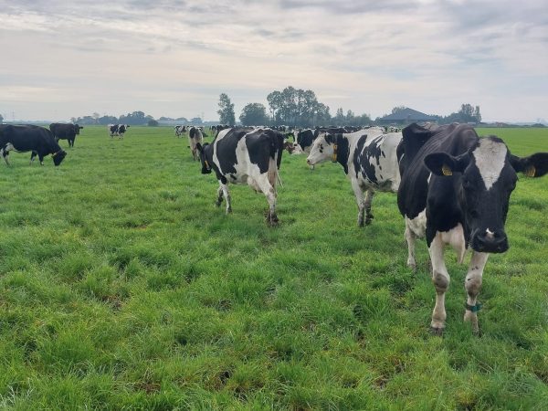 PT Frisian Flag Indonesia (FFI) telah mengundang 12 peternak muda yang memenangi program Young Progressive Farmer Academy (YPFA) untuk mengikuti pelatihan di Belanda