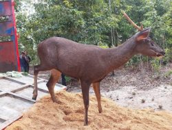 MIND ID Kembali Dukung Konservasi Rusa Sambar di Belitung