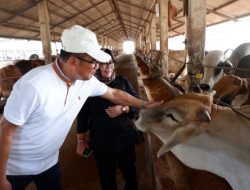 Lembu Setia Abadi Jaya Siap Jadi Offtaker dari Peternak Lokal