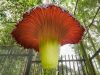 Bunga Bangkai Raksasa Amorphophallus Titanum Mekar di HUT Ke-172 Kebun Raya Cibodas