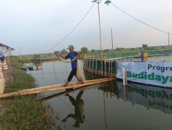 Majukan Petambak Tradisional, Dompet Dhuafa Banten Kembangkan Budidaya Udang Vaname Raup Cuan Puluhan Juta