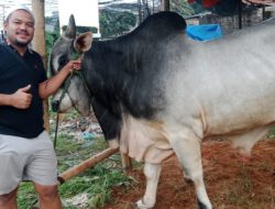 Sapi Nusantara Hampir 1 Ton Ramaikan Bursa Hewan Kurban di Jakarta
