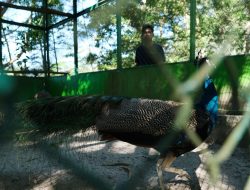 MIND ID Lakukan Konservasi 407 Spesies Flora dan Fauna Endemik, Wujudkan Pertambangan Berkelanjutan