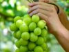 NFA Beri Penjelasan Soal Anggur Shine Muscat