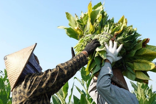 Petani tembakau