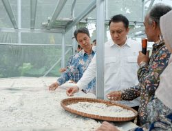 Tembus Pasar Jepang, Singkong Cikarawang Hasilkan Bioplastik