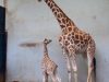 Taman Safari Ajak Masyarakat Beri Nama Bayi Jerapah