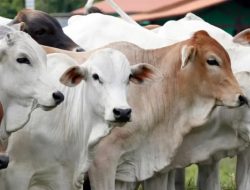 Berkat Cawang Energi Berqurban 7 Sapi Di Cidadap Sukabumi