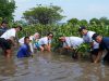 Lestarikan Lingkungan, Sharp Tanam 5.500 Bibit Mangrove di Pulau Tunda Serang-Banten