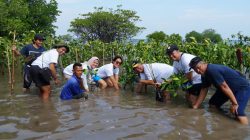 Perwakilan Sharp bersama masyarakat setempat melakukan penanaman bibit pohon mangrove di Pulau Tunda (Dok/Sharp)