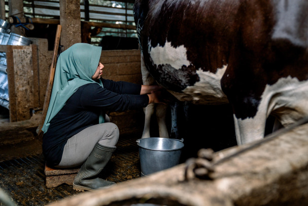 Foto Peternak sapi lagi memerah susu murni (Humas)
