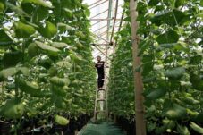 Petani Melon Banjar: Zakat & Semangat Muda Ubah Lahan Jadi Masa Depan Cerah