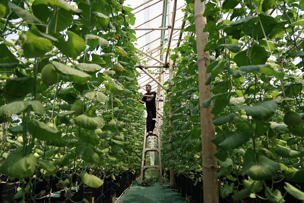 Petani Melon Banjar: Zakat & Semangat Muda Ubah Lahan Jadi Masa Depan Cerah