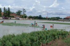 Banjir Rendam Ratusan Hektare Bawang Merah di Brebes, Petani Pilih Panen Dini
