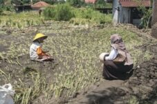 Banjir Rendam Puluhan Hektare Sawah di Bumiayu, Petani Terancam Gagal Panen