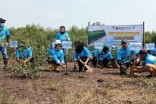 Abrasi Rusak 56 Persen Pantai Brebes, BTN–KEHATI Tanam Ribuan Mangrove