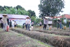 Brebes Dukung Program Satu Juta Hektare Jagung untuk Ketahanan Pangan Nasional