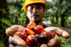 PASPI Apresiasi Komitmen BPDP di Riset Kelapa Sawit