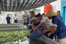 Tebar 2.000 Benih Lele, Lapas Brebes Bekali Warga Binaan Keterampilan Perikanan