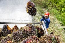 Potensi Besar Industri Sawit Terapkan Model Ekonomi Sirkular
