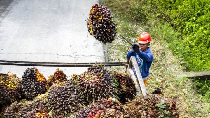 Potensi Besar Industri Sawit Terapkan Model Ekonomi Sirkular
