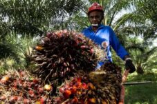 Menjawab Tantangan Traceability di Industri Sawit Nasional