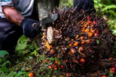 HIPMI Dorong Hilirisasi Sawit di Sektor Pangan