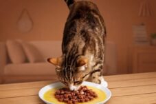 Cara Mengatasi Kucing Susah Makan, Pilih Nutrisi Premium Bernutrisi