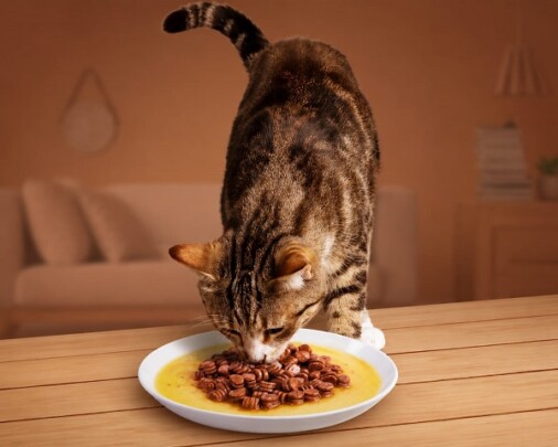 Cara Mengatasi Kucing Susah Makan, Pilih Nutrisi Premium Bernutrisi