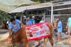 Semangat Berbagi Iduladha, Kokola Group Serahkan Sapi Limosin di Ciamis