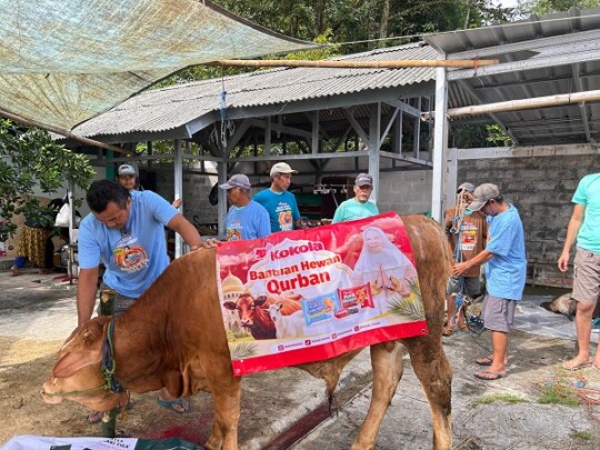 Semangat Berbagi Iduladha, Kokola Group Serahkan Sapi Limosin di Ciamis