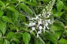 Manfaat dan Resep Herbal Kumis Kucing untuk Berbagai Penyakit, Lengkap Cara Pembuatannya