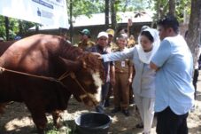 Bupati Paramitha Serahkan Sapi Kurban Presiden Terberat di Jawa Tengah ke Warga Buara