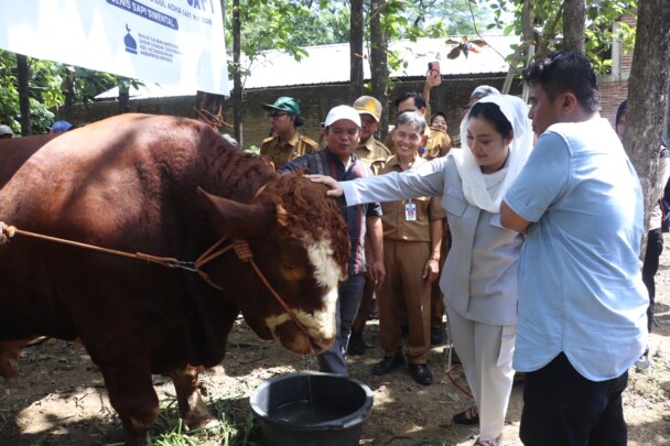 Bupati Paramitha Serahkan Sapi Kurban Presiden Terberat di Jawa Tengah ke Warga Buara